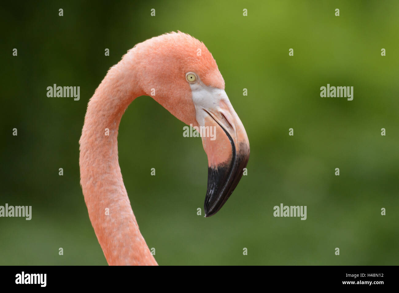 Flamingo rouge, portrait, sur le côté, Banque D'Images