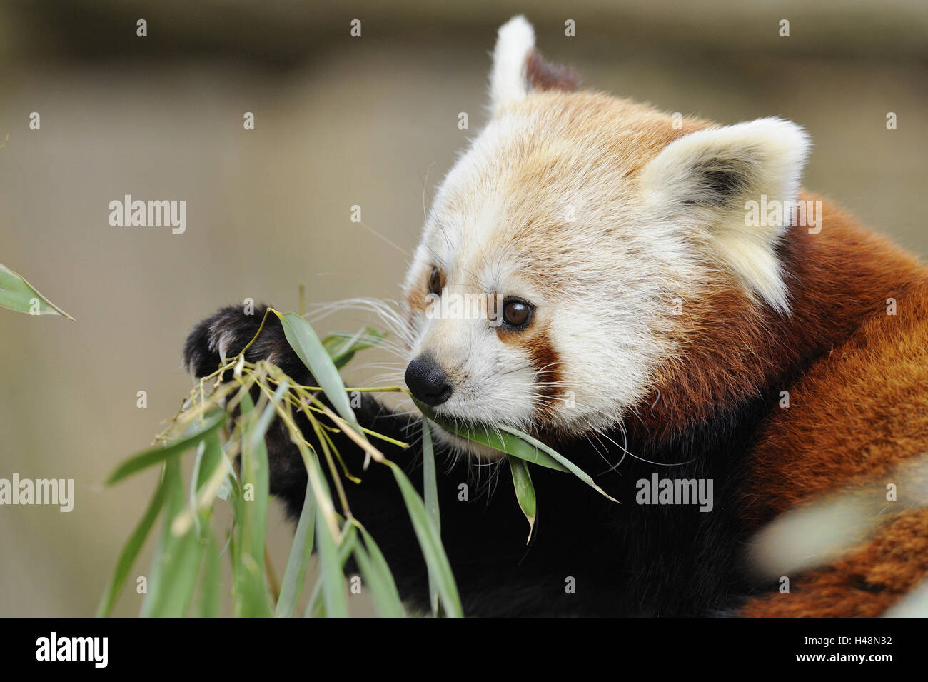 Le Panda Rouge Portrait Manger Panda Ours Ours De Chat Cat S Golden Dog Predator Predator Des Mammiferes Terrestres Des Animaux Sauvages Nature Animaux Monde Animal A L Exterieur Medium Close Up Close Up Portrait