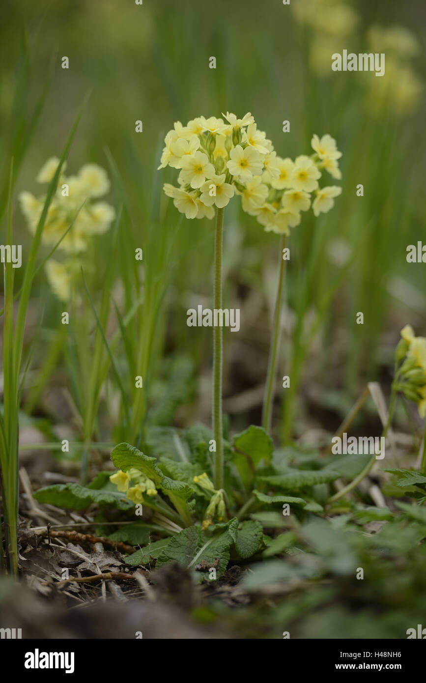 Forest, Primrose Primula elatior, blossom, Banque D'Images