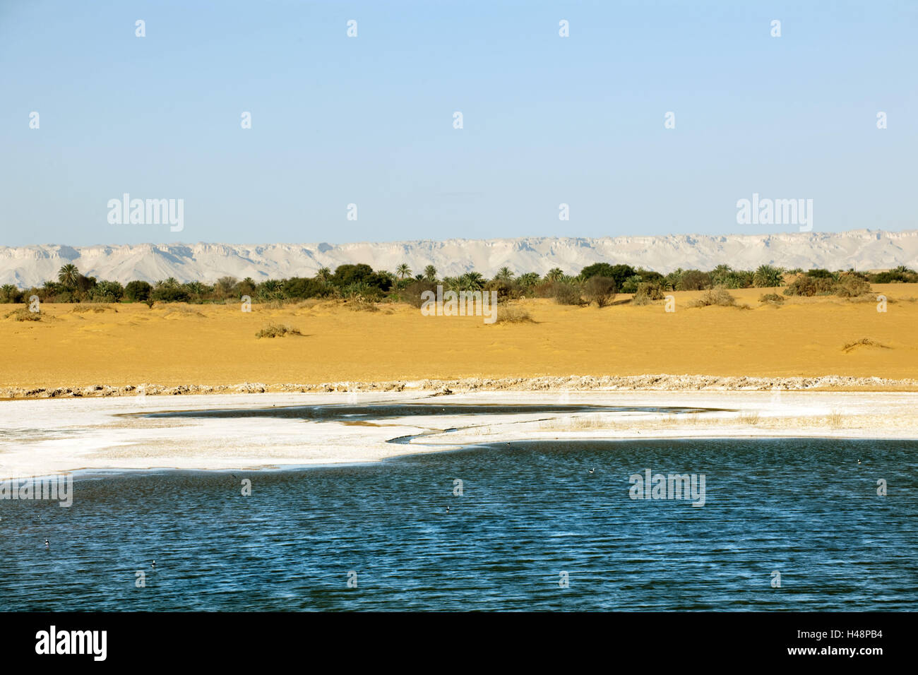 L'Egypte, Nouvelle Vallée, Dakhla oasis, le désert, les plantes, réservoir d'eau, Banque D'Images