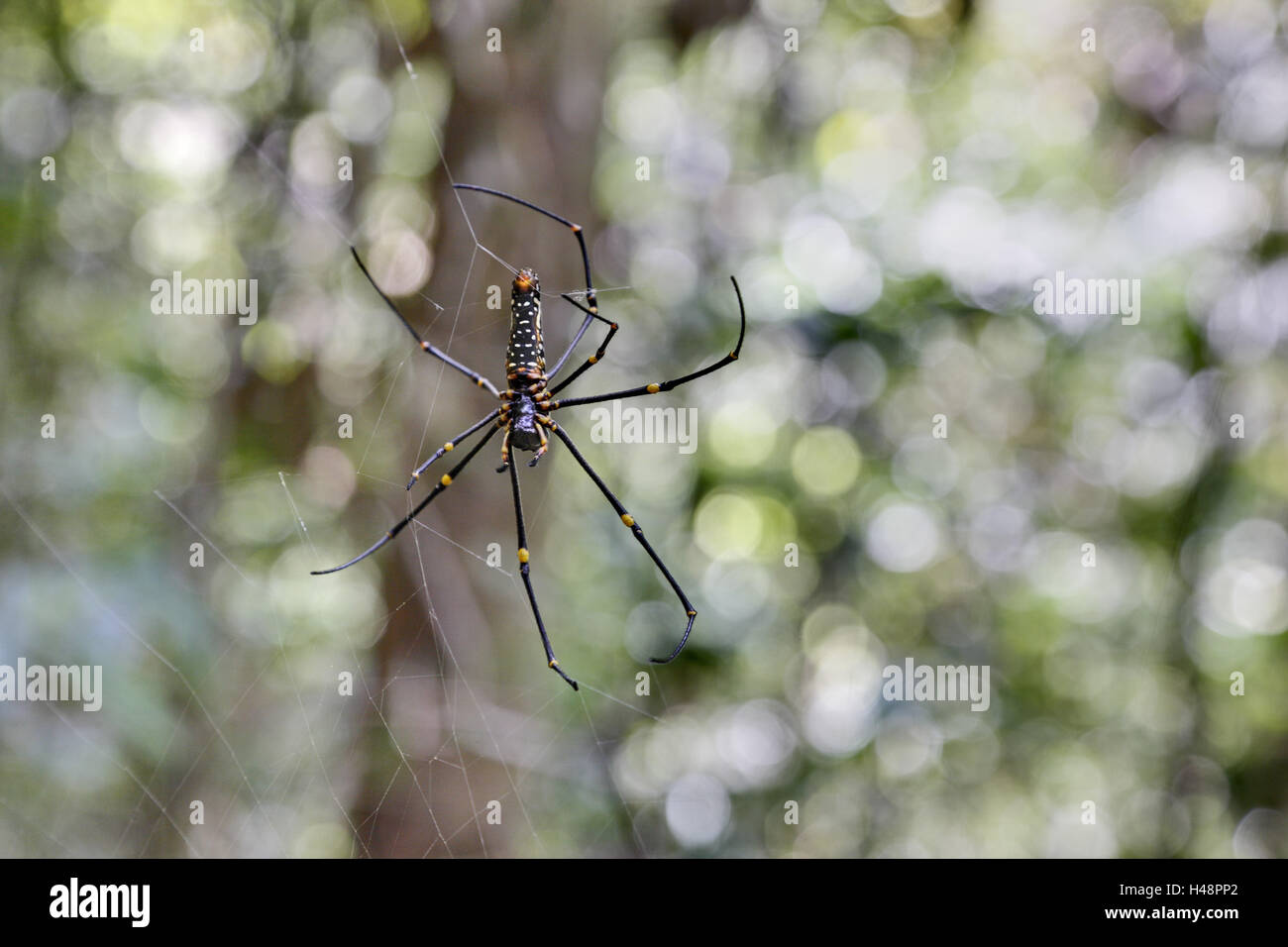 Sri Lanka, réserve forestière de Sinharaja, Nephila pilipes, forêt tropicale, spider, Banque D'Images