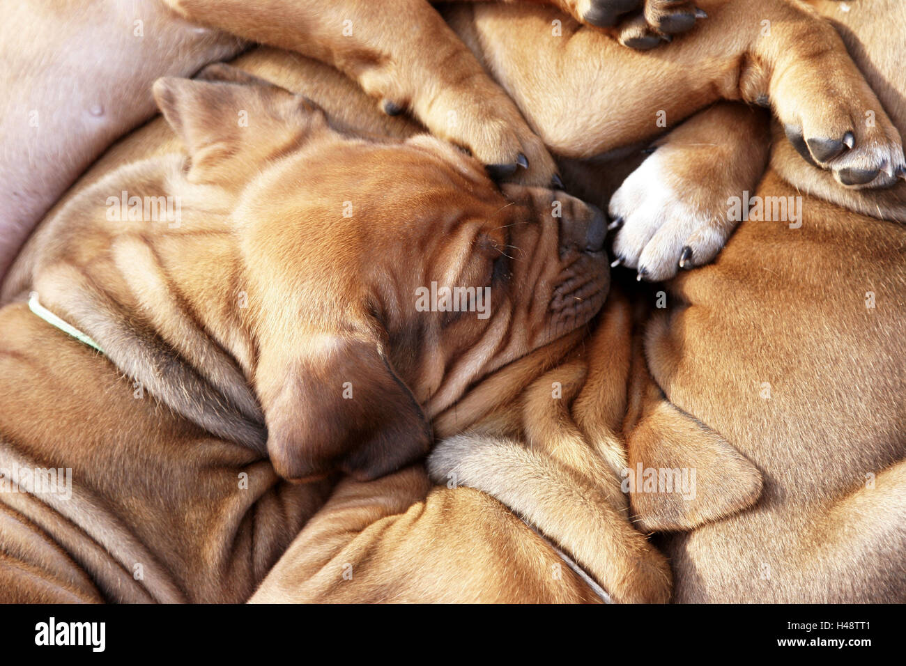 Chiots, chiens Rhodesian Ridgeback, dormir, animaux, chiens, bébés animaux, chiots, race, chiens de race, chiens de chasse, le mensonge, le repos, brun clair, Banque D'Images