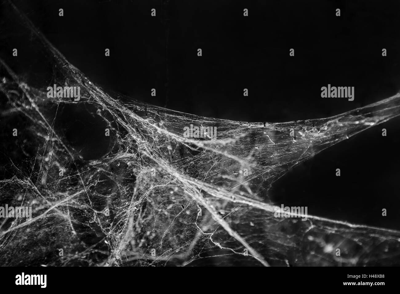 Spider web ou d'Araignée sur fond noir Banque D'Images