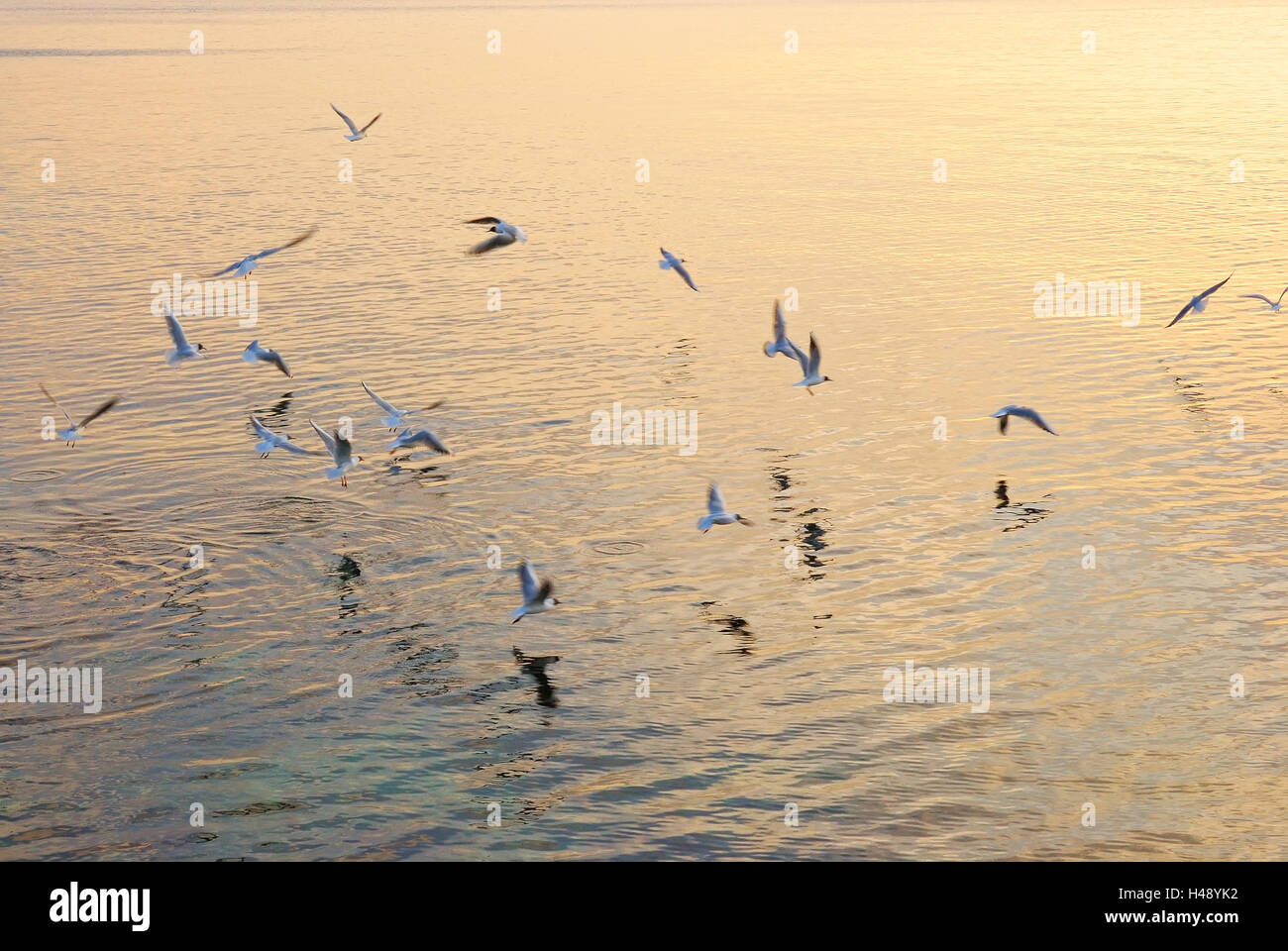 Mouettes sur la mer au coucher du soleil Banque D'Images