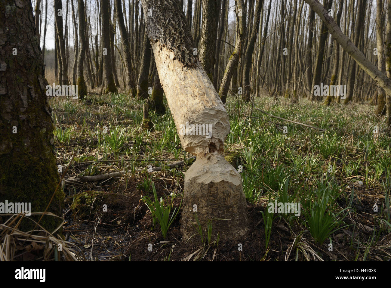 Le castor l'alimentation, le peuplier noir, Populus nigra, Deusmau Moor, Haut-Palatinat, Banque D'Images