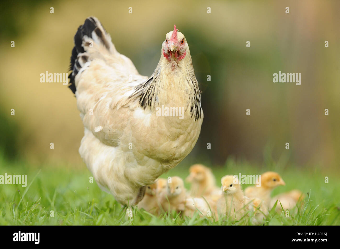 Poulet domestique, Gallus gallus domesticus, gloussant, Poussin, pré, looking at camera, Banque D'Images