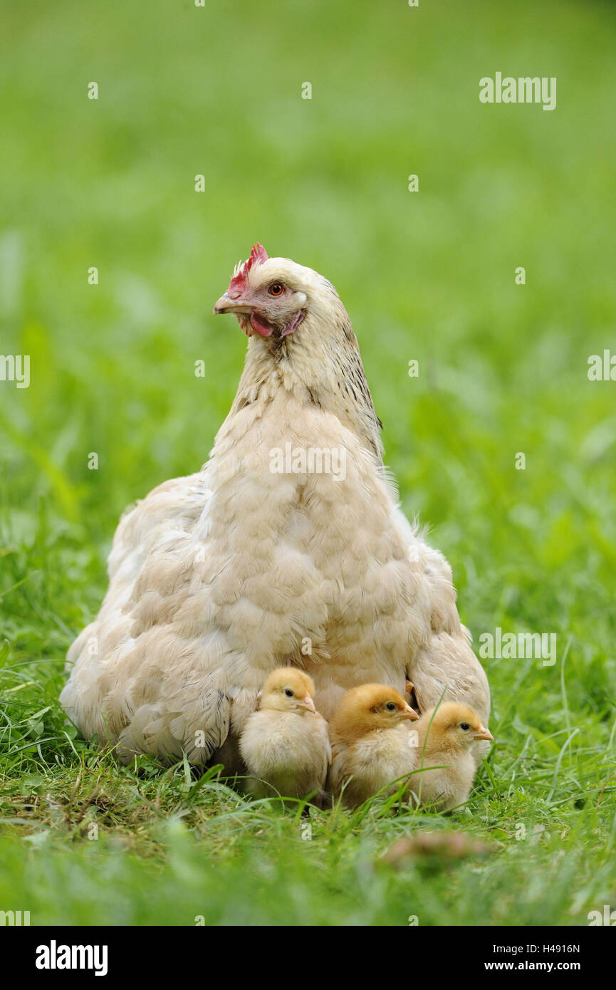 Poulet, Gallus gallus domesticus, gloussant poule, Poussin, prairie, vue avant, Banque D'Images
