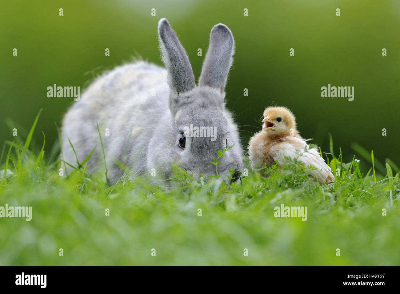 Hare, Lepus, volailles, poussins Gallus gallus domesticus, looking at camera, Banque D'Images