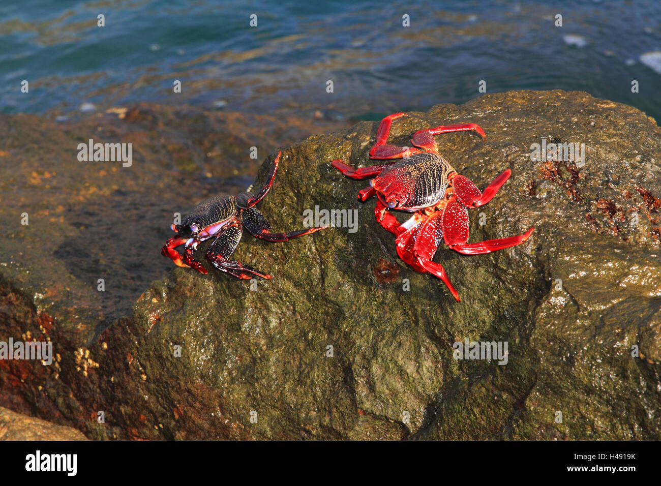 Crabe de Red Rock, format paysage, les animaux, les animaux sauvages, le crabe commun, rock, falaise, crabe, crabe Banque D'Images