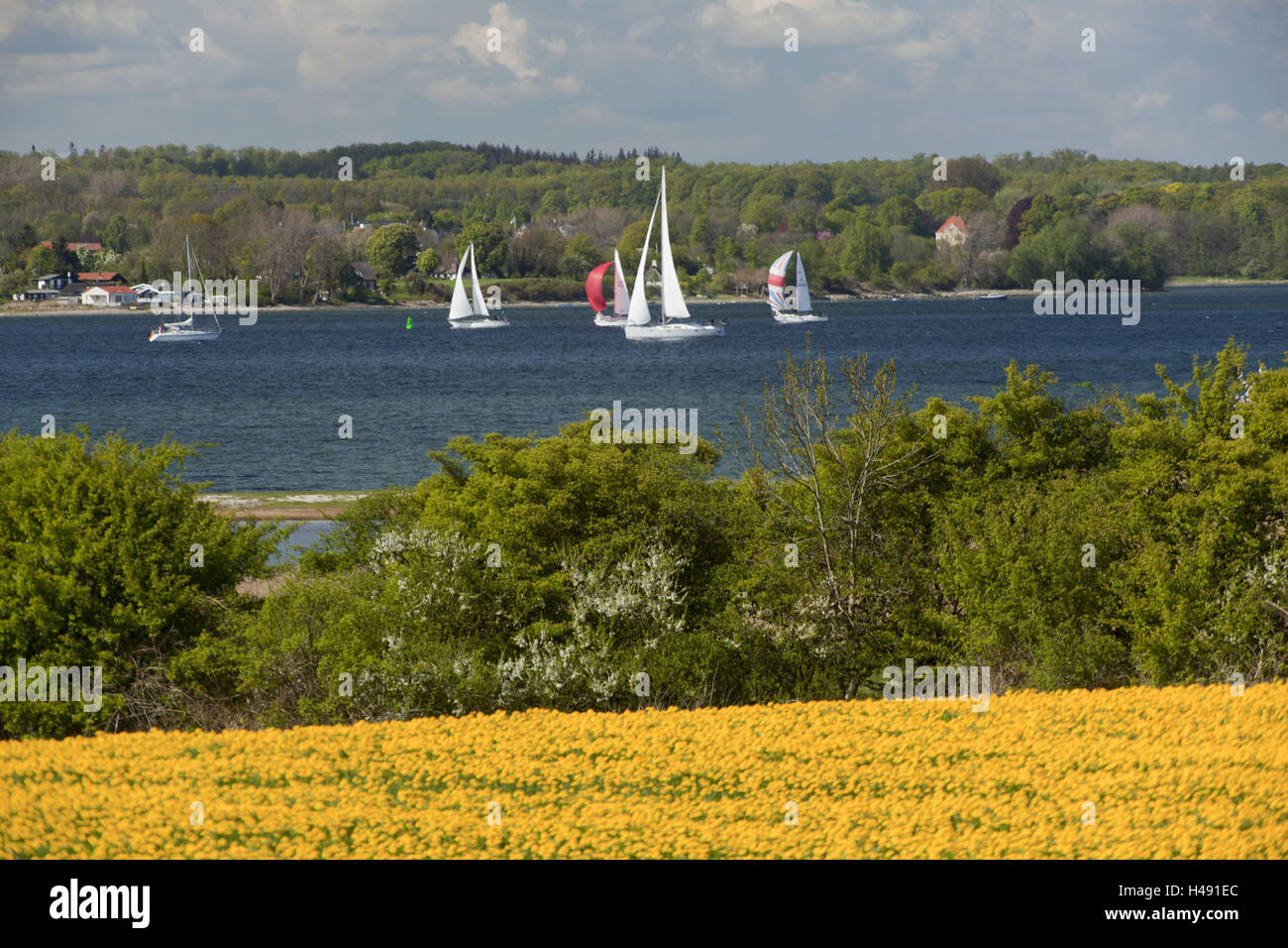 Allemagne, Schleswig - Holstein, Lodge am Meer/Flensburger Förde péninsule, vue du Danemark, de paysages, de mer, de la mer Baltique, des eaux, de la nature, réserve naturelle, prairie, pré des fleurs, printemps, bottes, les bateaux à voile, bateaux, côte, Danemark, péninsule, Lodge am Meer, Banque D'Images