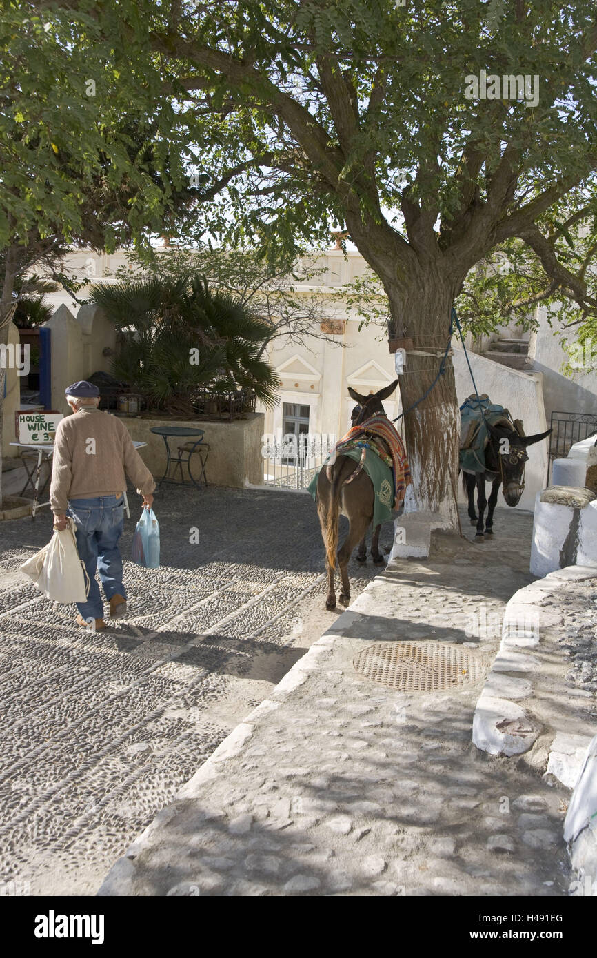 Grèce, les Cyclades, Santorin, l'île Emborio, senior, vue de dos, l'Âne, Banque D'Images