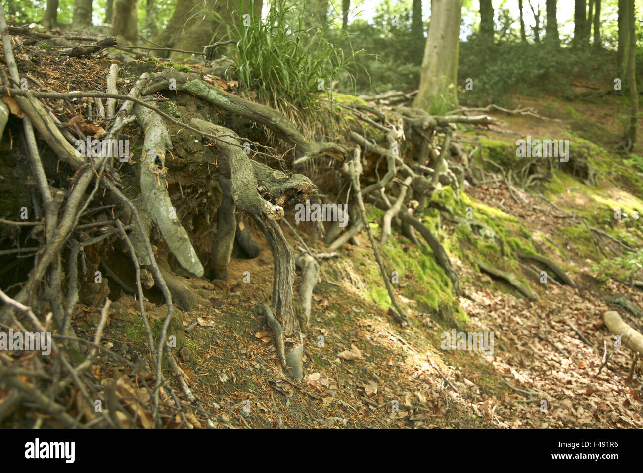 Bois, lessivage, les racines des arbres, Banque D'Images