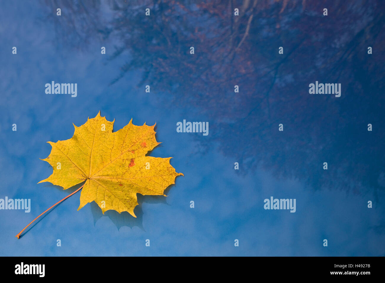 Les feuilles d'automne, des feuilles sur fond bleu, Banque D'Images