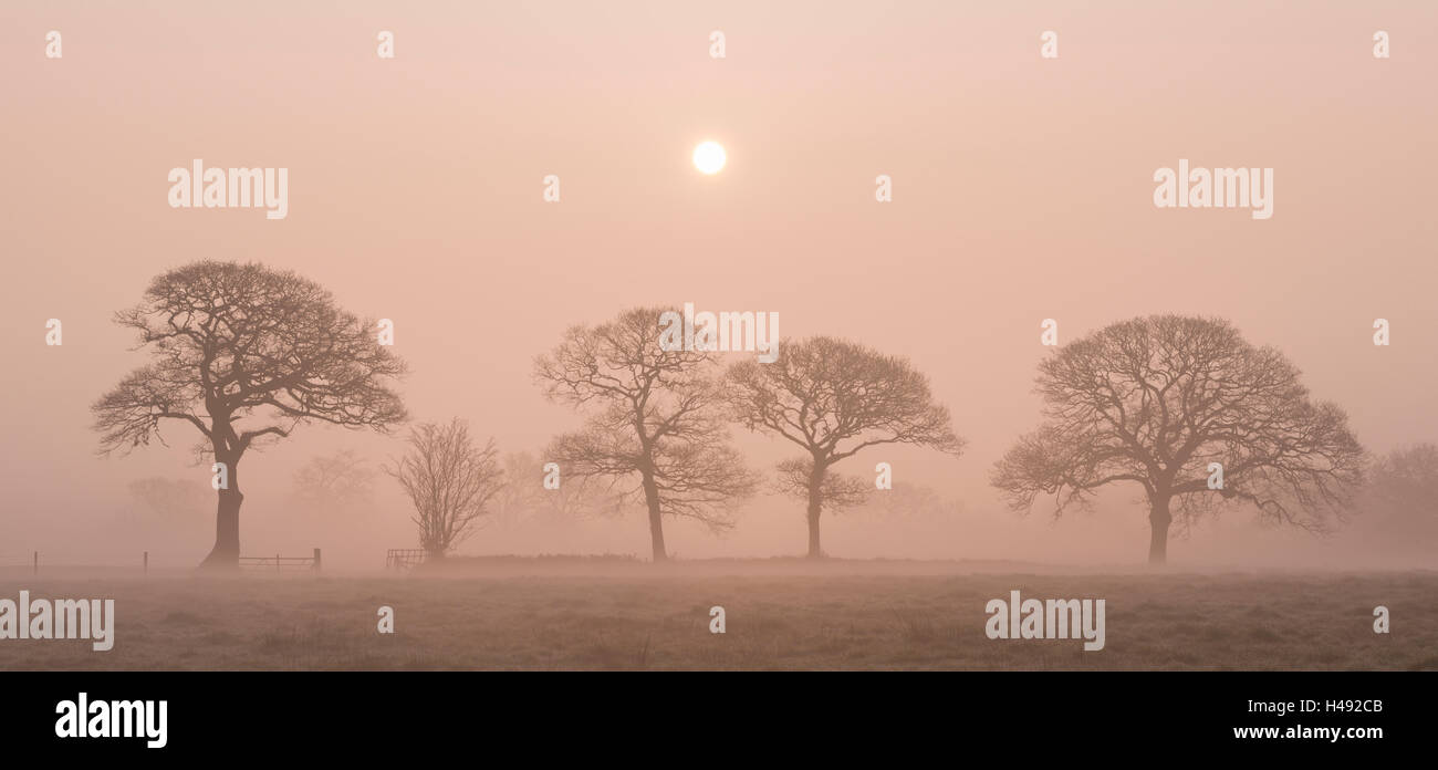 Lever du soleil sur un matin d'hiver brumeux dans la campagne du Devon, Angleterre. L'hiver (mars) 2014. Banque D'Images