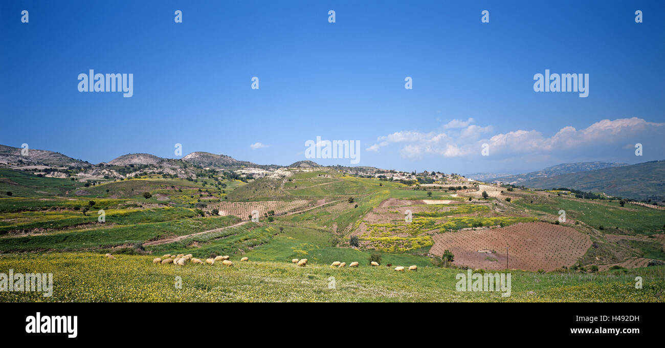 La colline de l'île de Chypre, de paysages, Nata, vue locale, des fleurs des champs, troupeau de moutons, la destination, l'île de la Méditerranée, paysages, hill, prairies, champs, l'agriculture, les animaux, les moutons, l'accent, pâturage, ciel, bleu, nuages, déserte, à l'extérieur, Banque D'Images