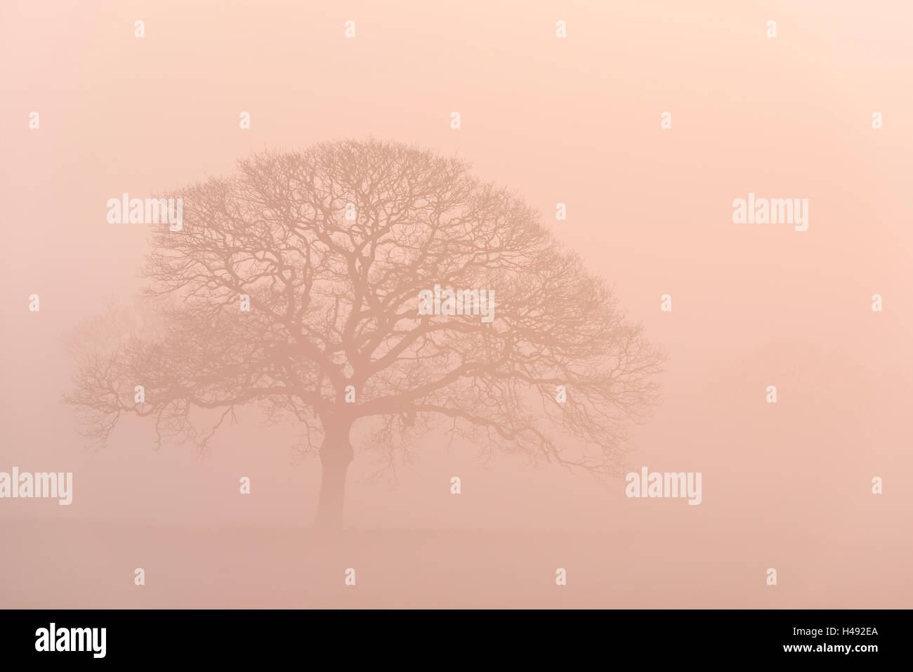 Les grandes lignes de l'arbre dans le brouillard pendant le lever du soleil, Black Dog, Devon, Angleterre. L'hiver (mars) 2014. Banque D'Images