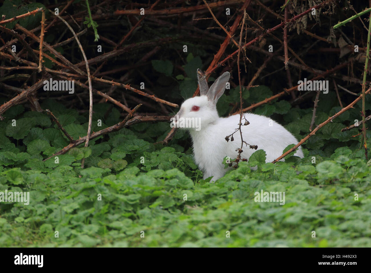 Les lapins sauvages, albino, format Paysage, mammifère, animal sauvage, animal, Lièvre, lapin, Allemagne, vue de côté, les oreilles, le point, les brindilles, les crampons, Banque D'Images