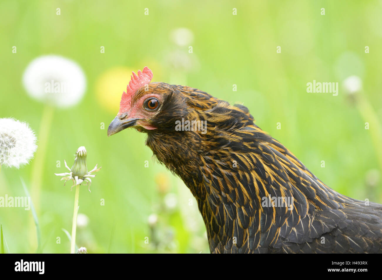 Poulet, Gallus gallus domesticus, Hen, demi-portrait, side view, Banque D'Images