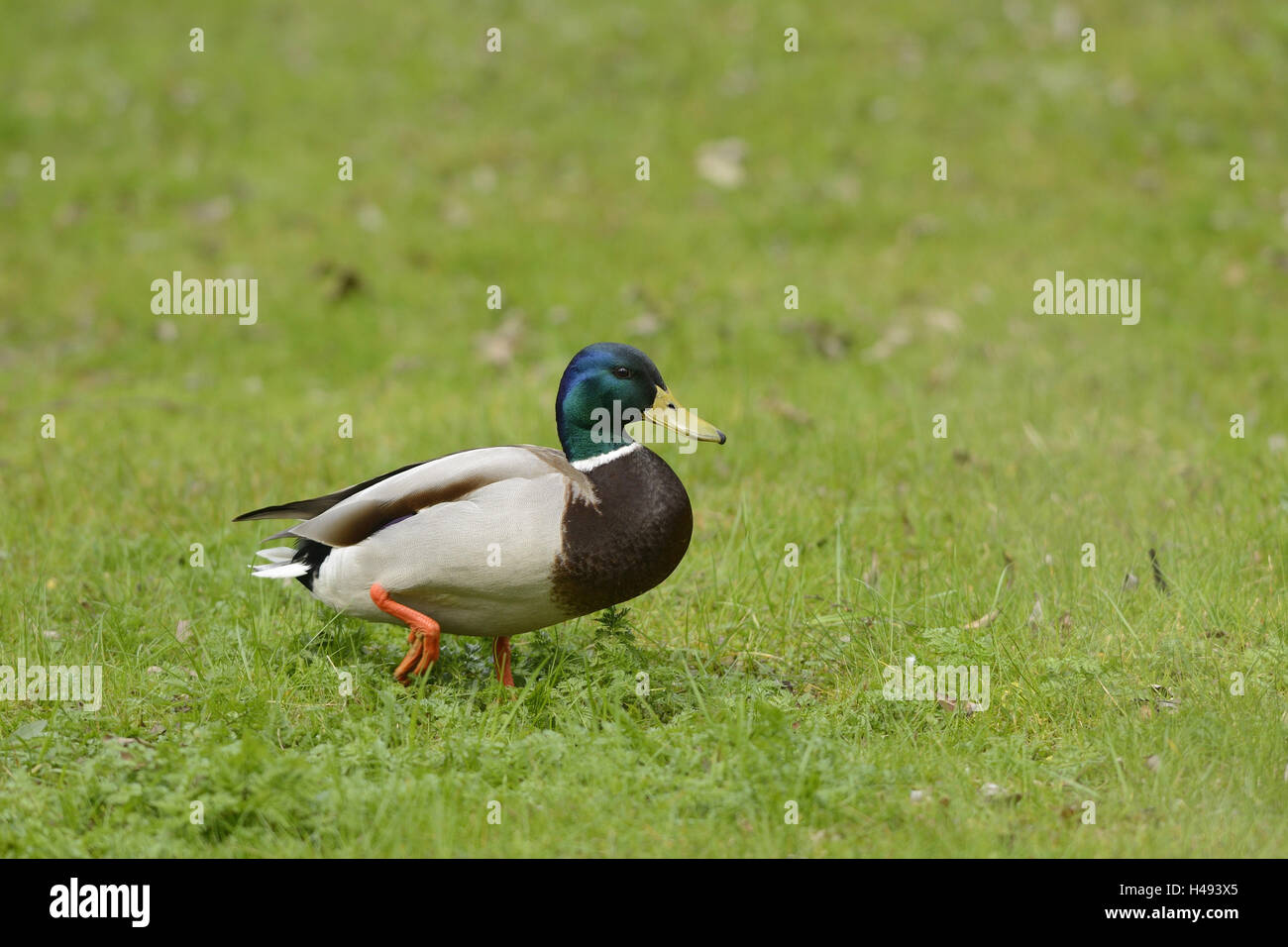 Canard colvert, Anas platyrhynchos, Drake, prairie, vue de côté, la course, Banque D'Images