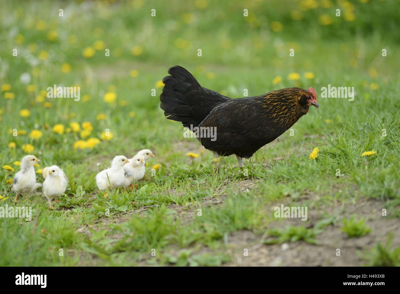 Poulet, Gallus gallus domesticus, poussins, poule gloussant, prairie, vue de côté, la course, Banque D'Images
