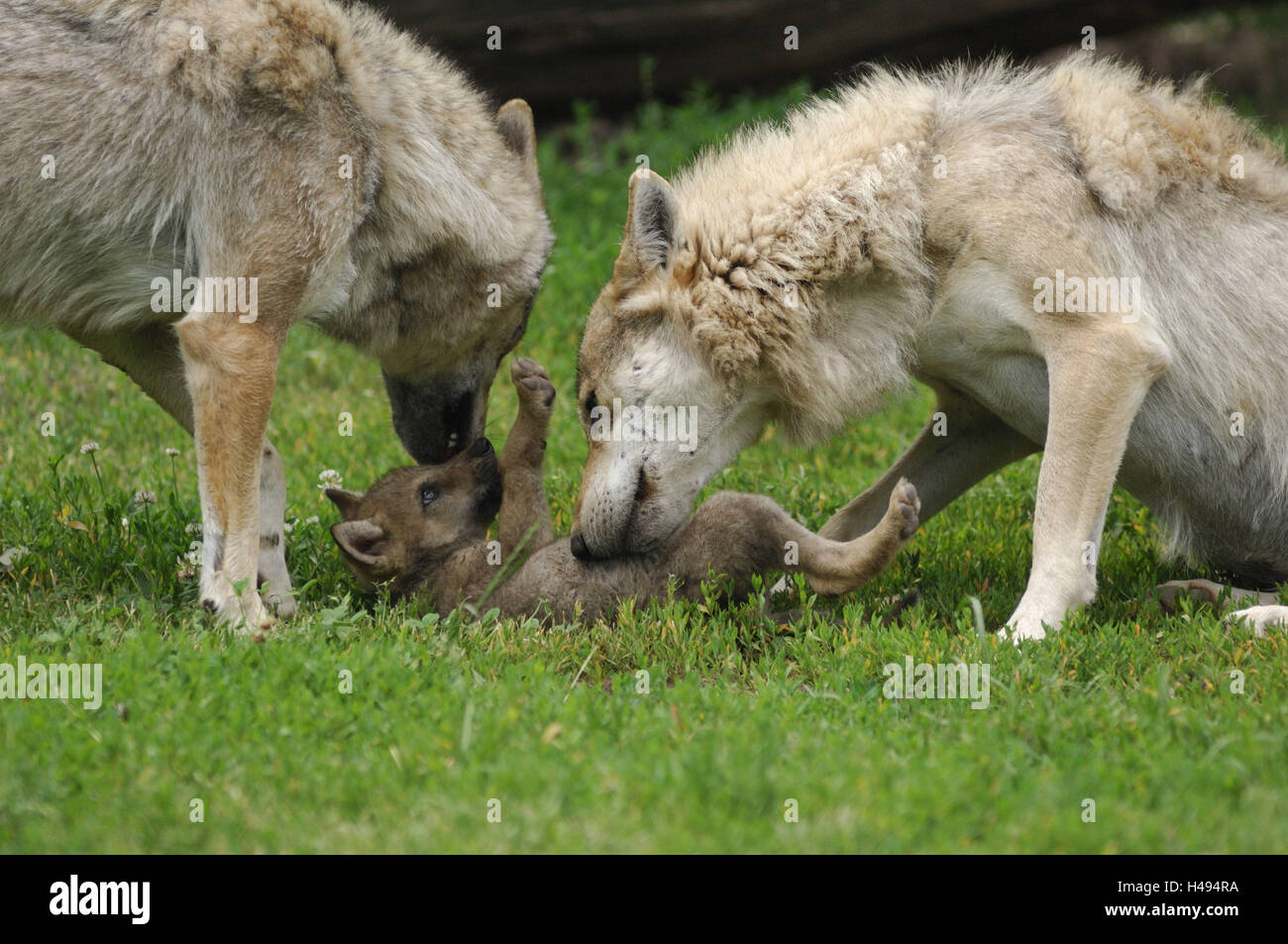 Le loup, Canis lupus, parentales, les jeunes animaux, des animaux Banque D'Images