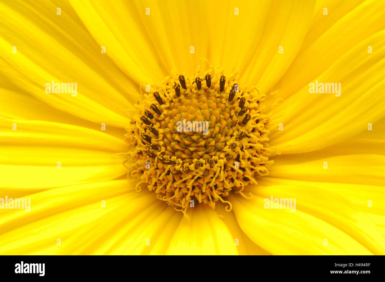 Heliopsis Heliopsis helianthoides var. scabra,, blossom, Close up, Banque D'Images