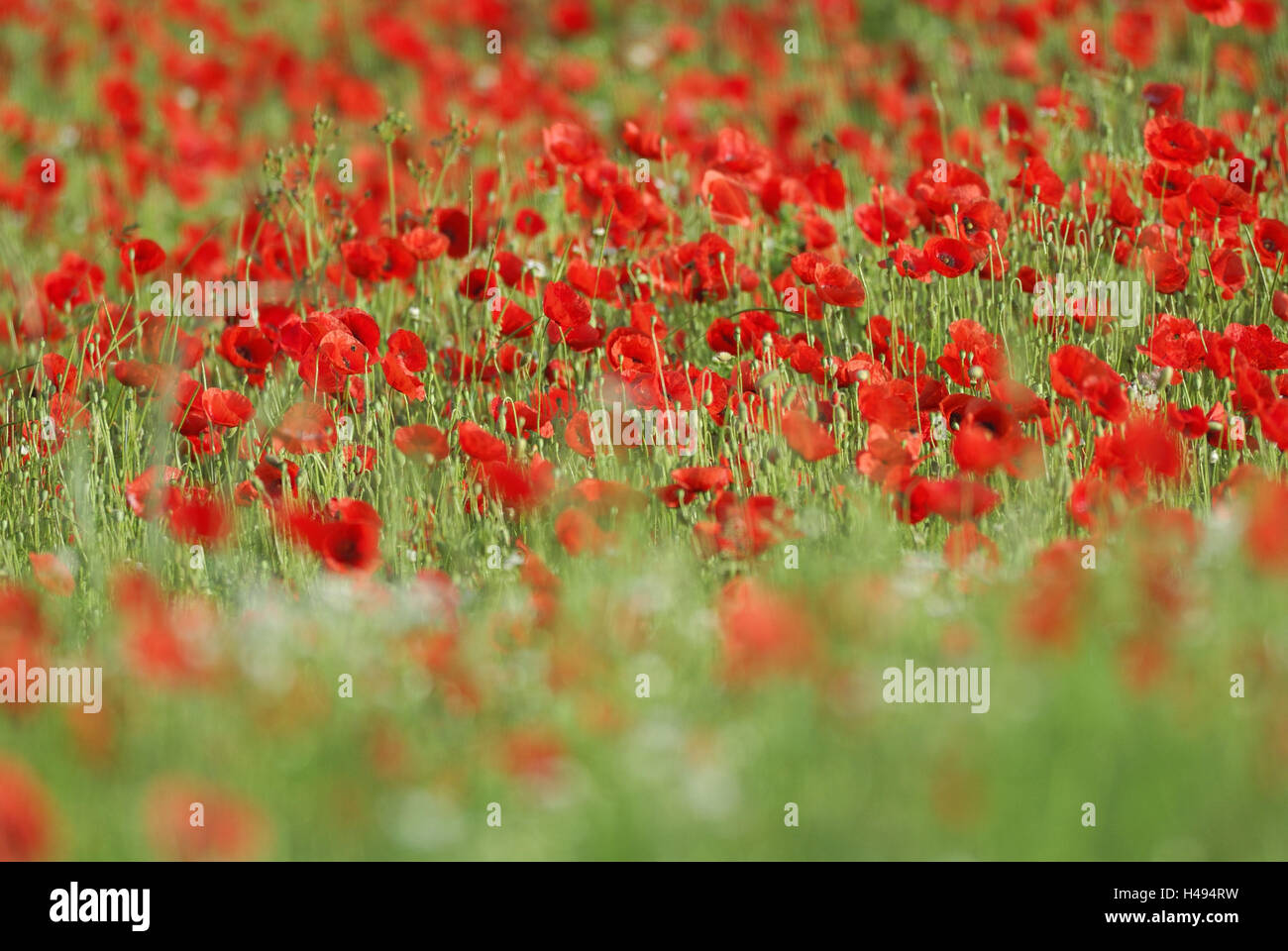 Clap les graines de pavot, Papaver rhoeas, été, Banque D'Images