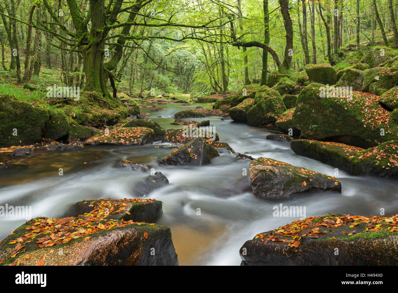 La rivière Fowey à quelques sur Bodmin Moor, Cornwall, Angleterre. L'automne (septembre) 2013. Banque D'Images
