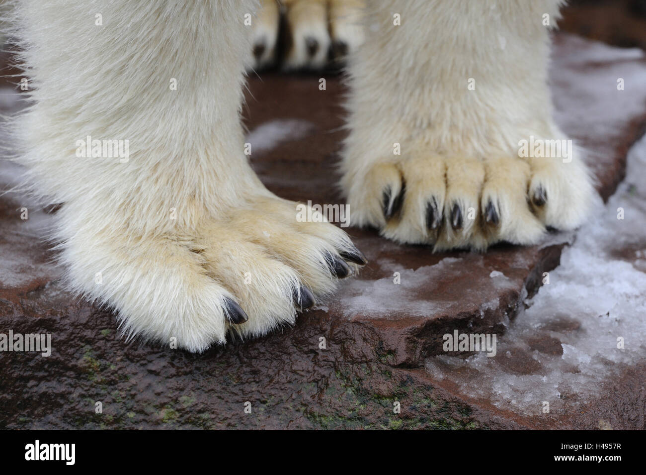 L'ours polaire, pattes, détail Photo Stock - Alamy