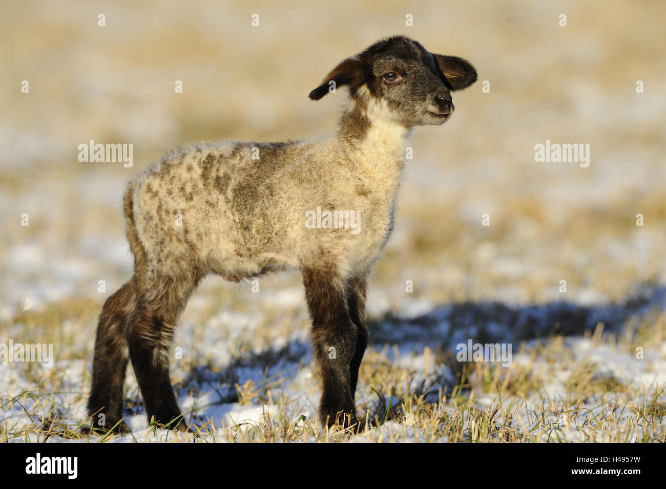 L'agneau, side view, Close up, Banque D'Images