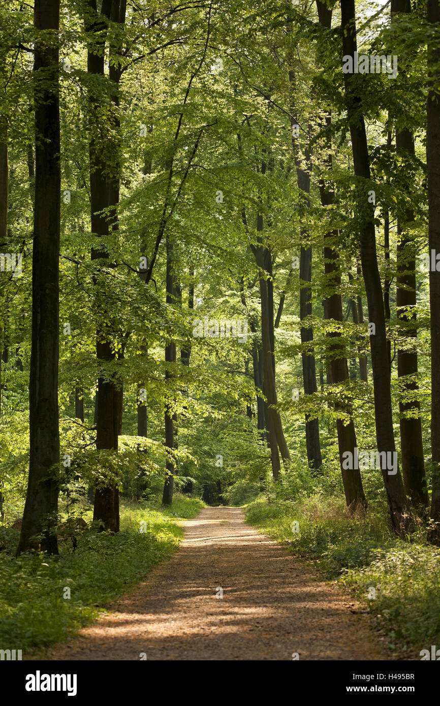 Forêt de hêtres, chemin et baignées de lumière, Banque D'Images