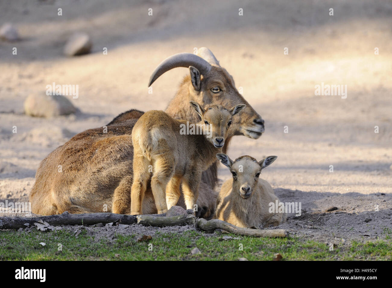 Mouflon, enfants, famille, Banque D'Images