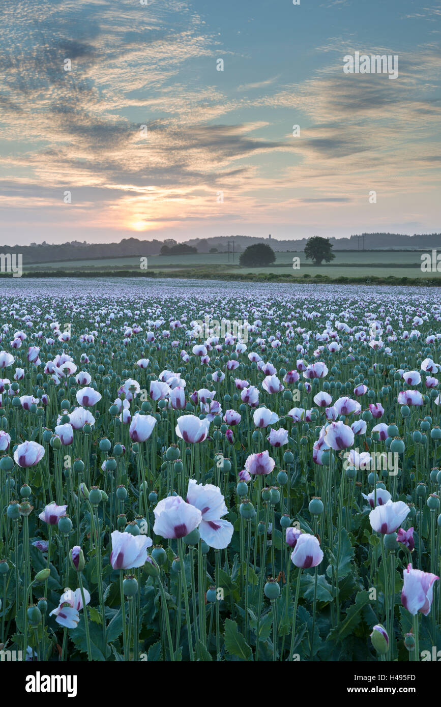 Le pavot la floraison dans un champ du Dorset, Dorset, Angleterre. L'été (juillet) 2013. Banque D'Images