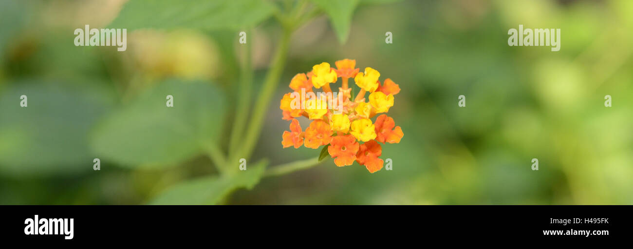 Wild-sage, Lantana camara, Kamara Adans, Riedelia, Cham Banque D'Images