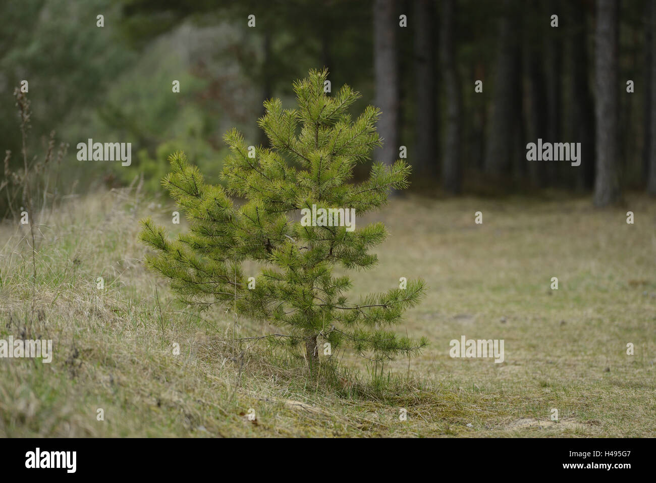 Paysage, bord de la forêt, pins sylvestres, Pinus sylvestris, Banque D'Images