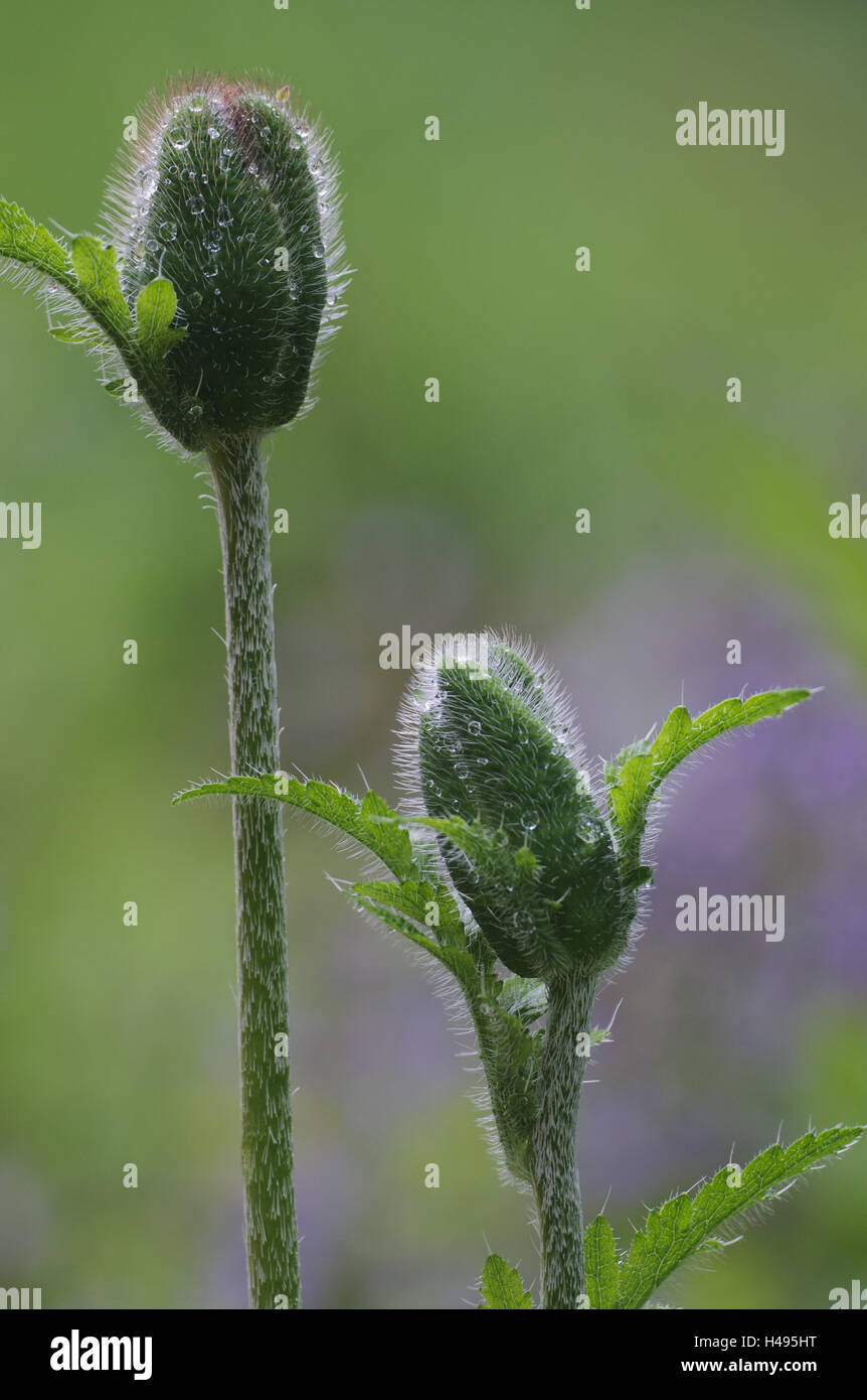 Pavot d'Orient, Papaver Oriental 'brillant', forme cultivée, avec des bourgeons de rosée, Banque D'Images