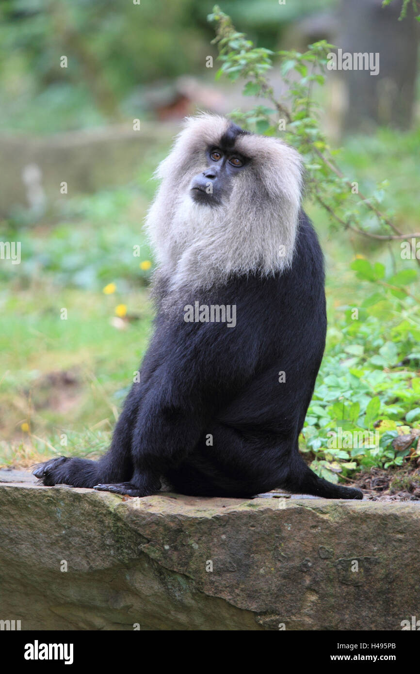 Singe barbe est assis sur une pierre, Banque D'Images