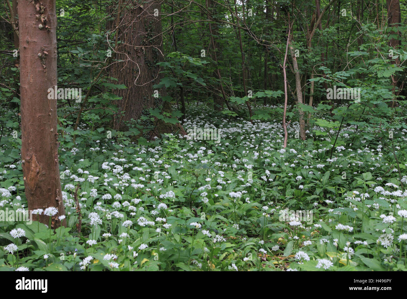 Meadow wood, printemps, s'épanouir, l'ail sauvage, l'Allemagne, Bade-Wurtemberg, Altrheingebiet, Forest Park, Banque D'Images