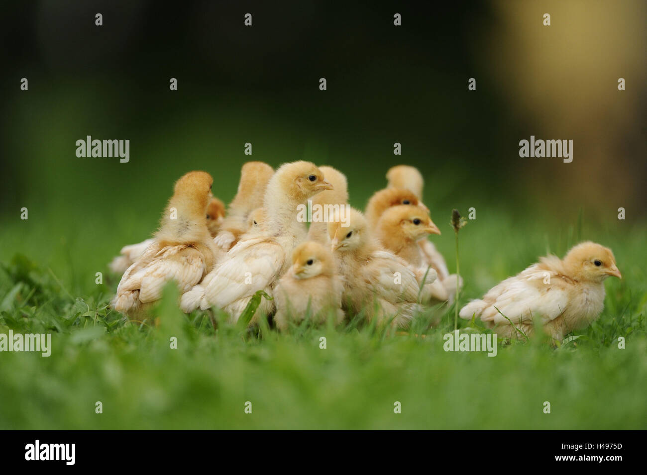 Poulet, Gallus gallus domesticus, Poussin, prairie, vue latérale, Banque D'Images