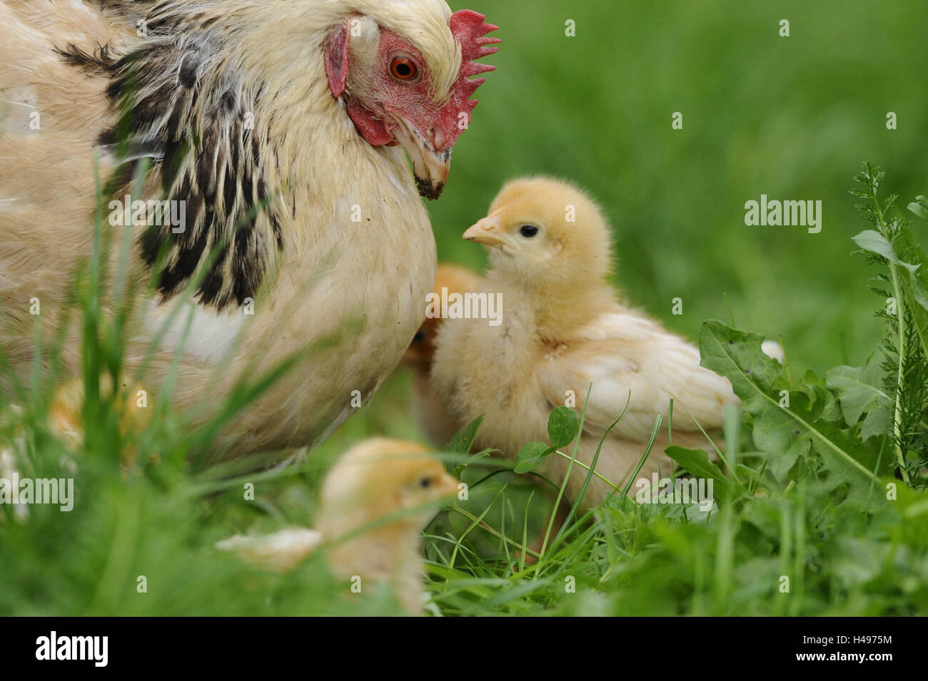 Poulet, Gallus gallus domesticus, gloussant poule, Poussin, prairie, vue latérale, Banque D'Images