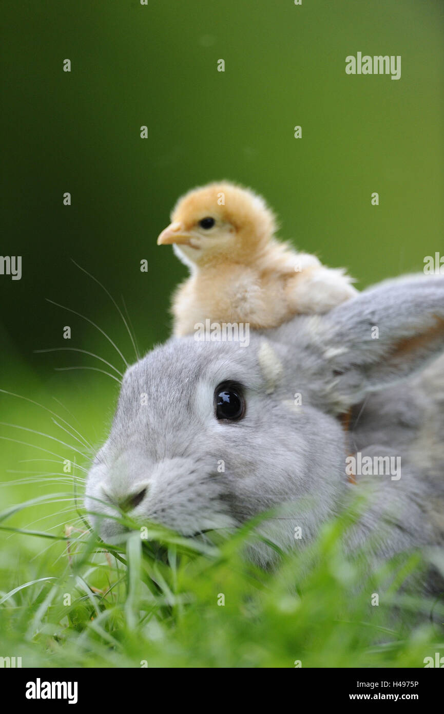 Hare, Lepus, Poussin, Gallus gallus domesticus, looking at camera, Banque D'Images