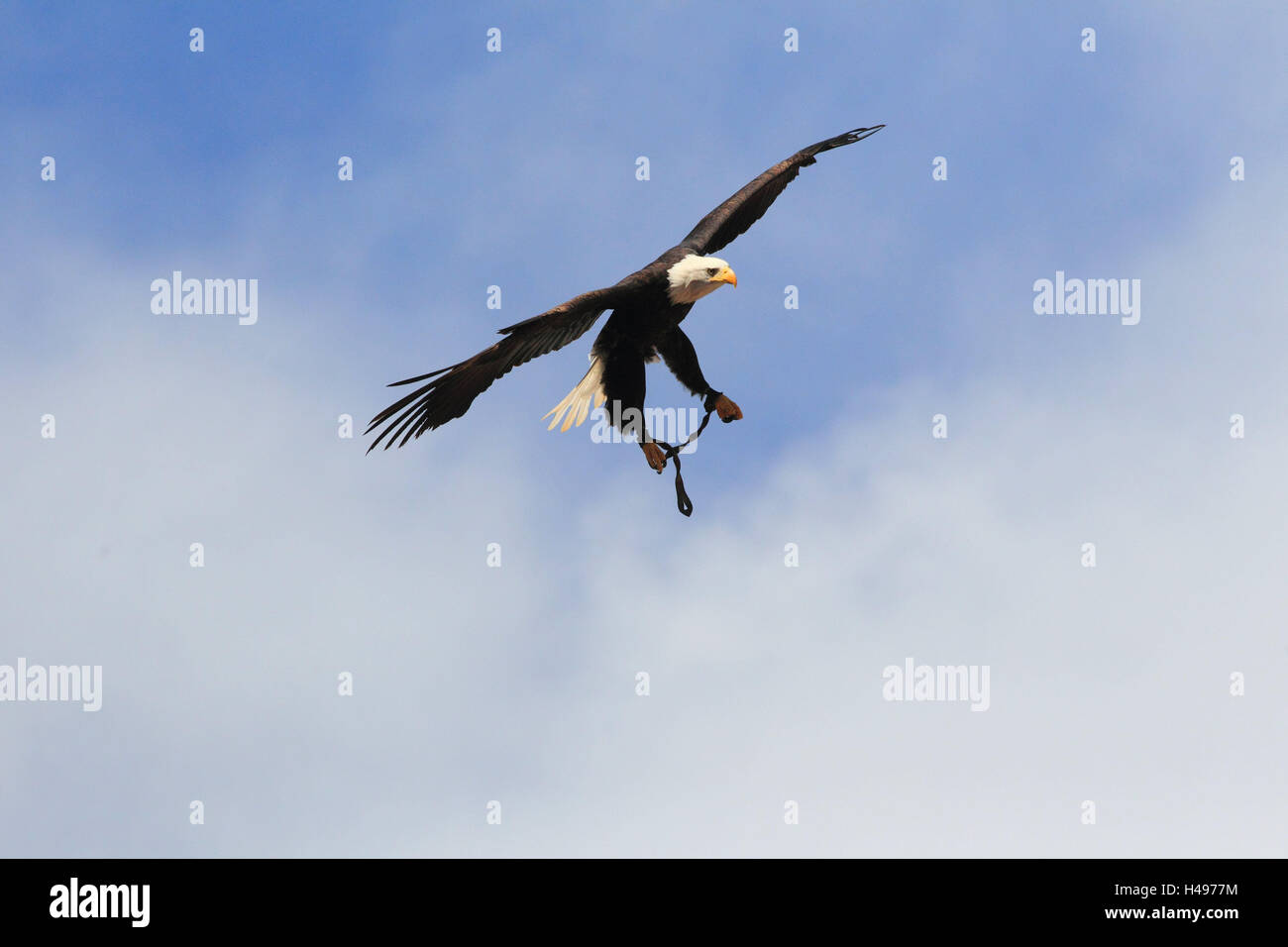 Lac de tête blanche blanche, vol, format Paysage, oiseau de proie, oiseau, animal sauvage, animal, fly, Geschüh, la fauconnerie, l'aigle, l'aigle de mer, Laridés, griffes, cieux, Banque D'Images