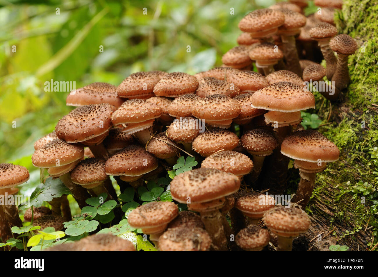 Solidipes Hallimasch Armillaria, sombre, Banque D'Images
