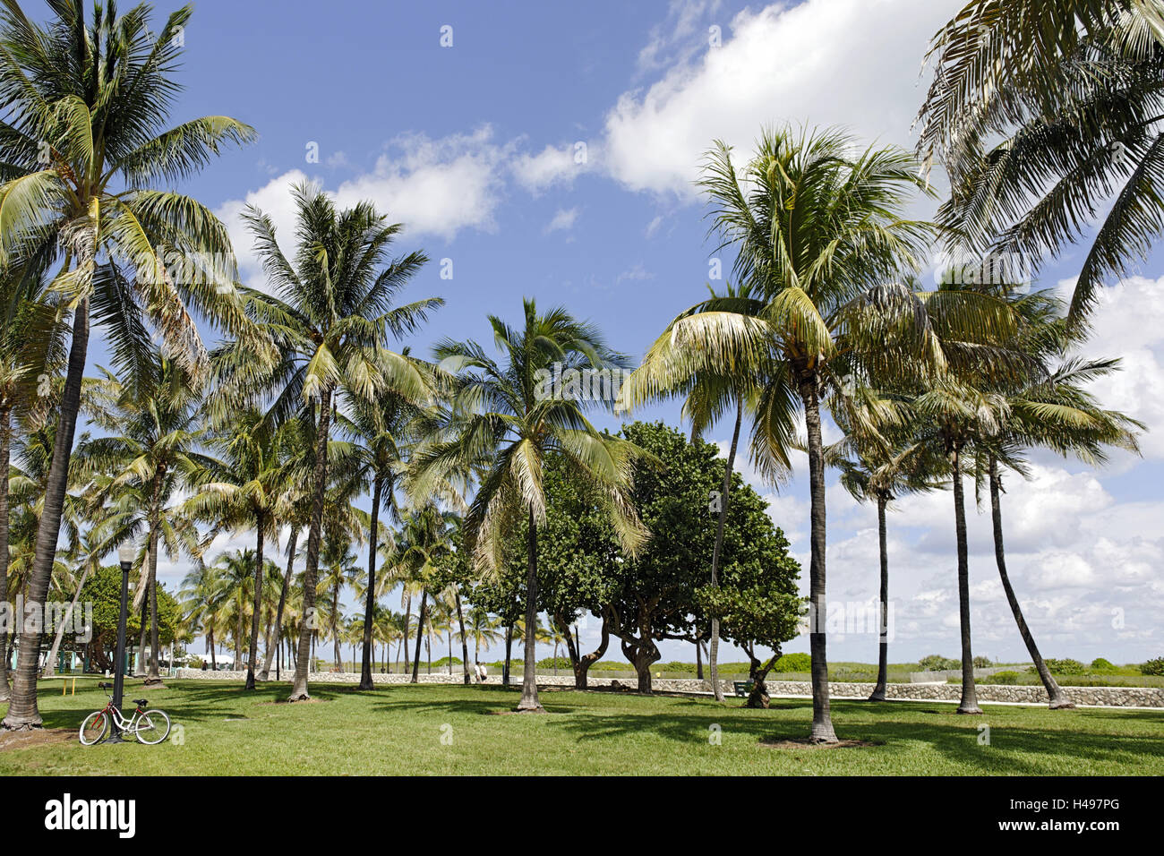 Palmiers dans le parc Lummus, Ocean Terrace, South Miami Beach, genre de déco, Florida, USA, Banque D'Images