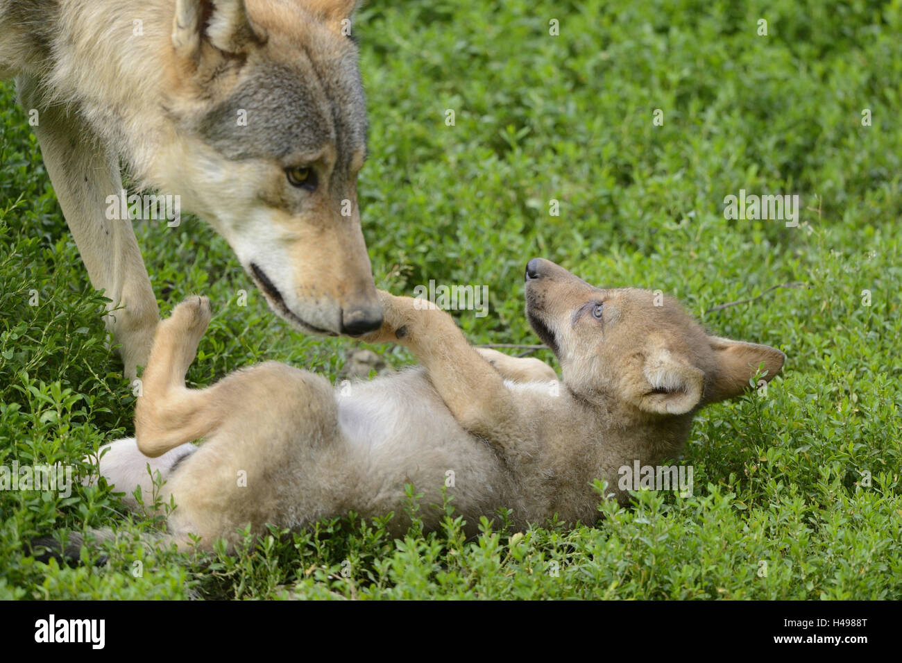 Les loups de l'Est, Canis lupus lycaon, chiots, meadow, mensonge, vue latérale, Banque D'Images