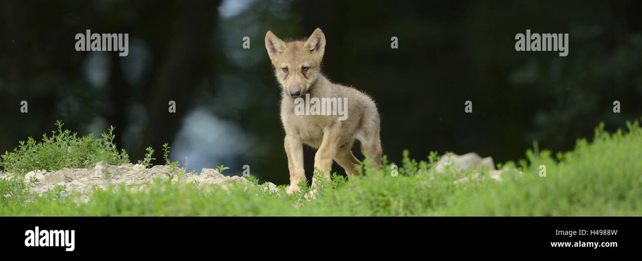 Loup, Canis lupus lycaon, minet, debout, frontale, looking at camera, Banque D'Images