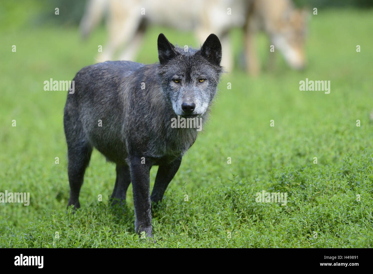 Loup, Canis lupus lycaon, meadow, debout, looking at camera, Banque D'Images