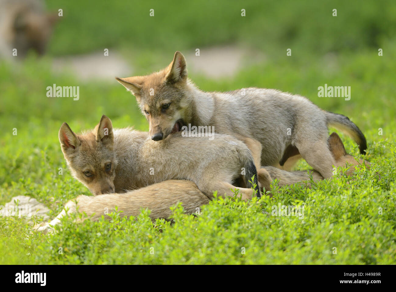 Les loups de l'Est, Canis lupus lycaon, chiots, meadow, debout, en vue latérale, looking at camera, Banque D'Images