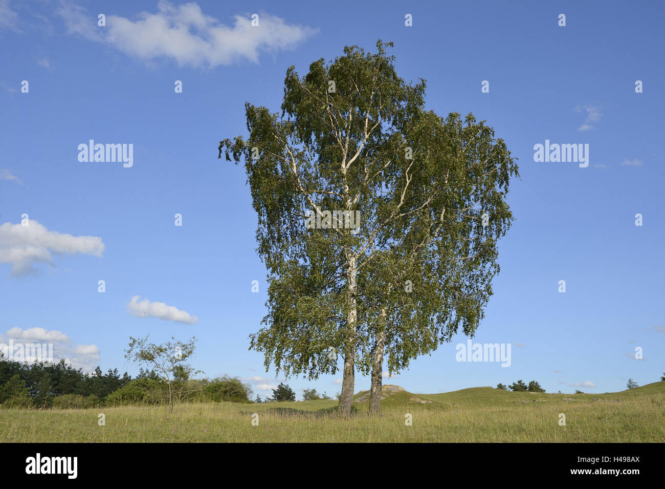 Silver Birches, Betula pendula, arbres, Banque D'Images