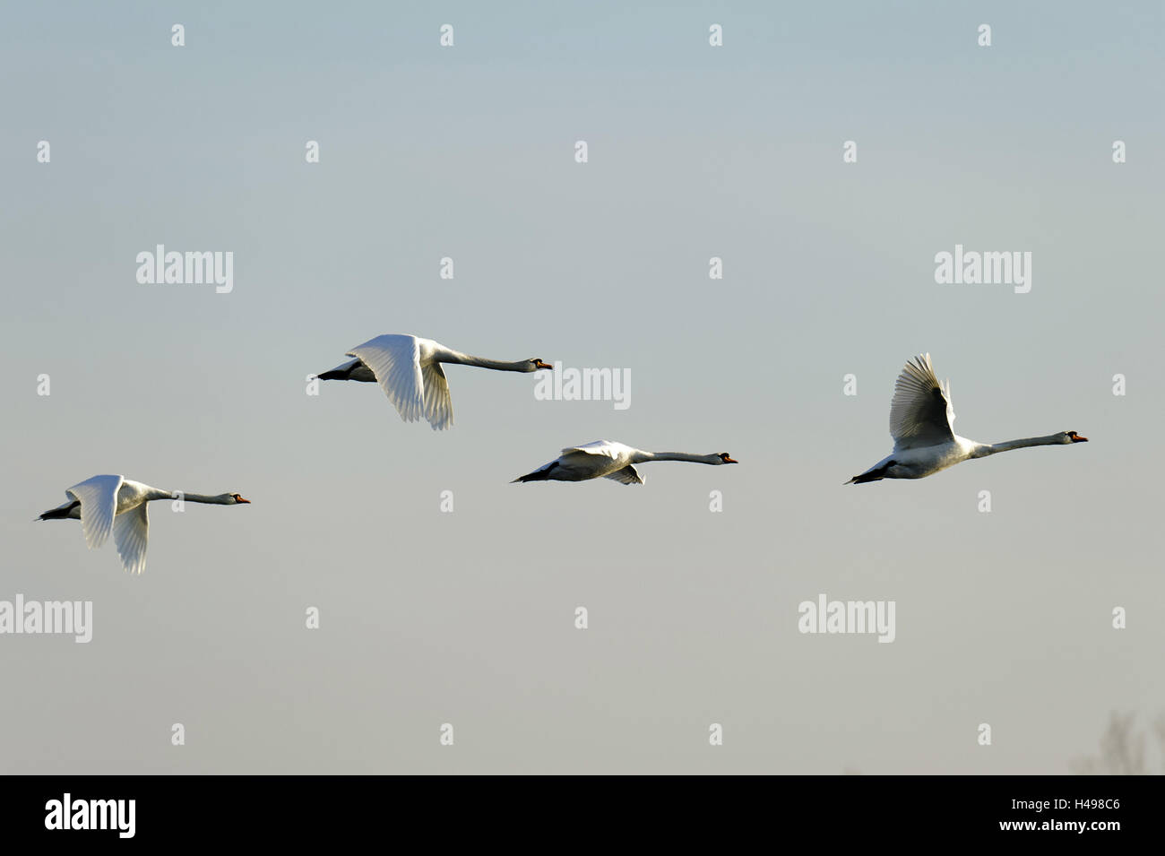 Les cygnes tuberculés, battant, groupe, Banque D'Images